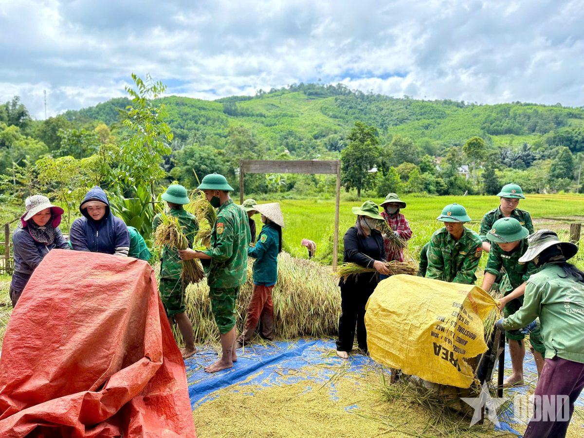 Bộ đội Biên phòng TP Đà Nẵng giúp gia đình khó khăn thu hoạch lúa

